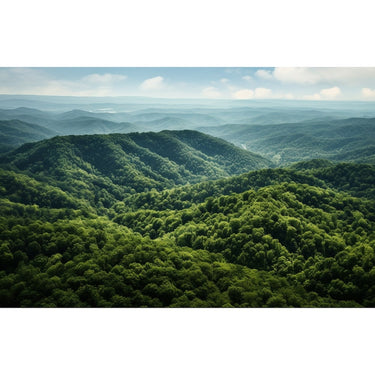tableau photo foret